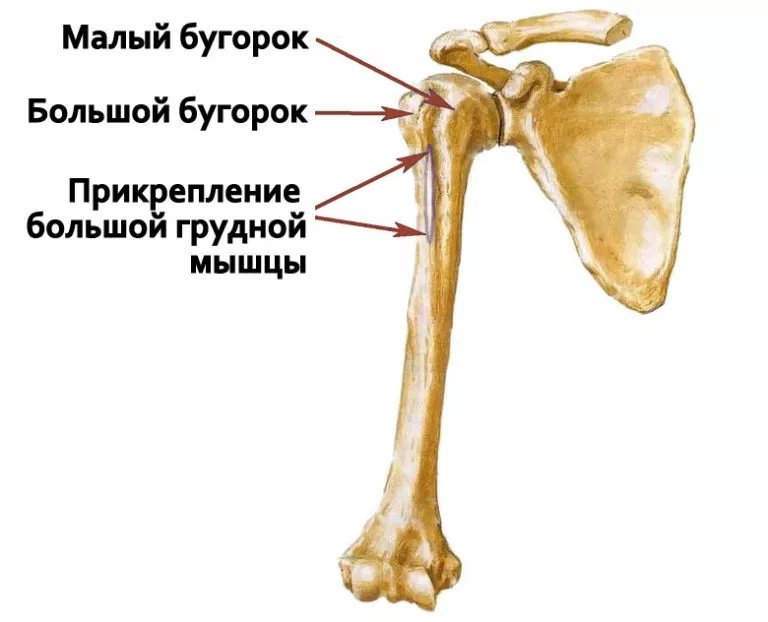 Гребень малый. Плечевая кость малого бугорка. Плечевая кость строение анатомия кость. Гребень малый бугорок плечевой кости. Малый Бунтрок поечеаой кости.