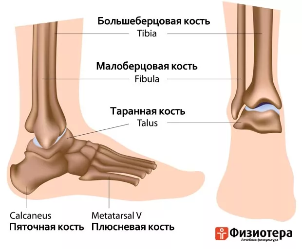 Голеностопный сустав правой ноги